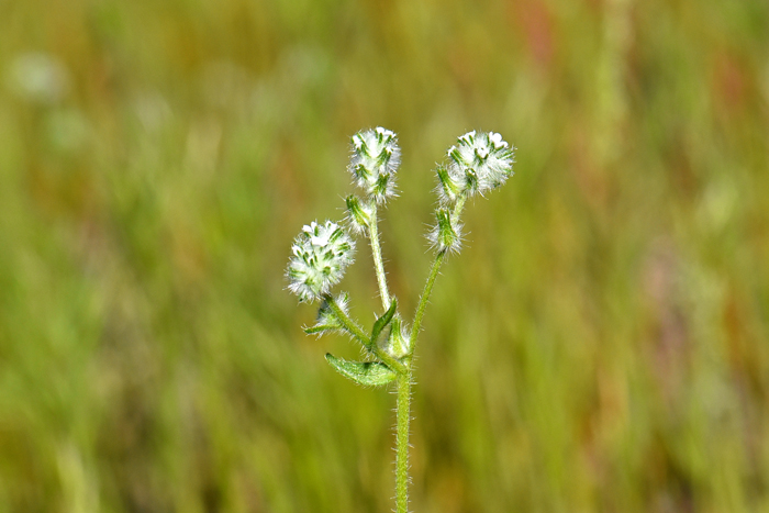 Bearded Cryptantha grow erect to 4 to 12 inches (10-30 cm) tall but may grow up to 20 inches  (50 cm) tall. Cryptantha barbigera